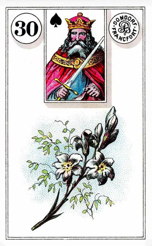 雷诺曼百合花解析 - 宙星圈APP