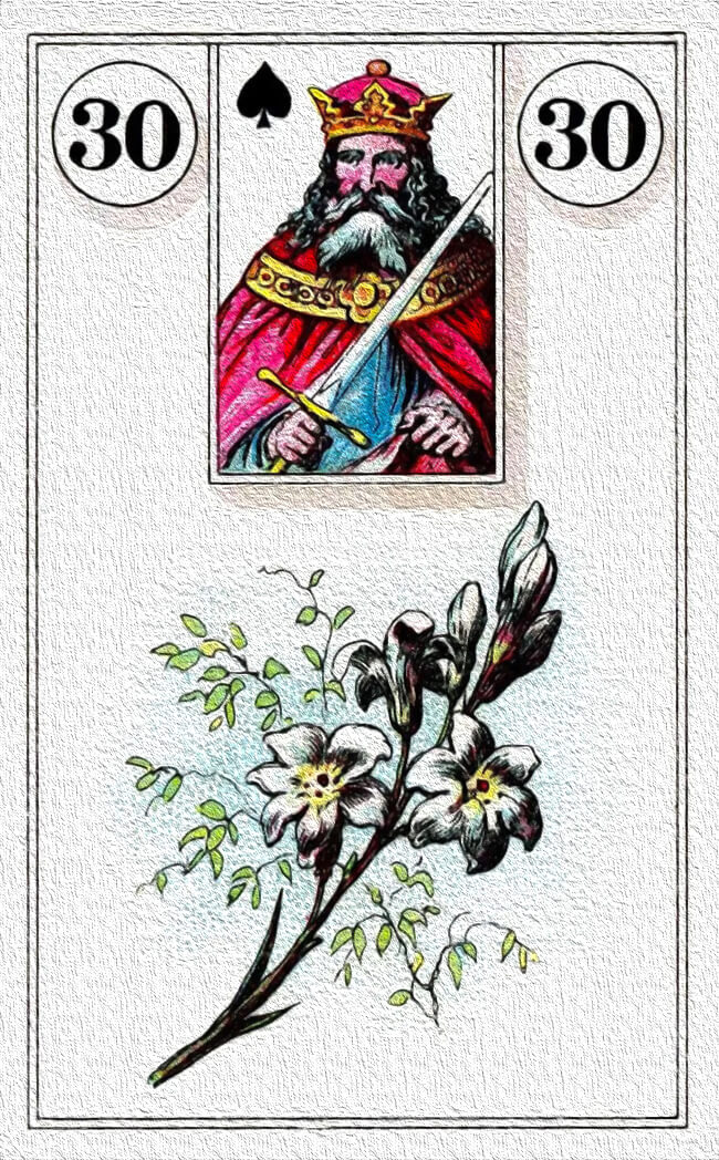 雷诺曼百合花解析 - 宙星圈APP